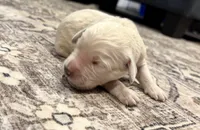 Ginger, a female Goldendoodle for sale in Shelbyville, IN – 3 of 6