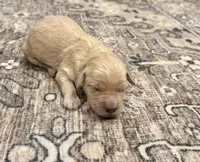 Goldie, a female Goldendoodle for sale in Shelbyville, IN – 4 of 5