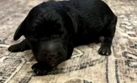 Greg , a male Goldendoodle for sale in Shelbyville, IN – 2 of 5