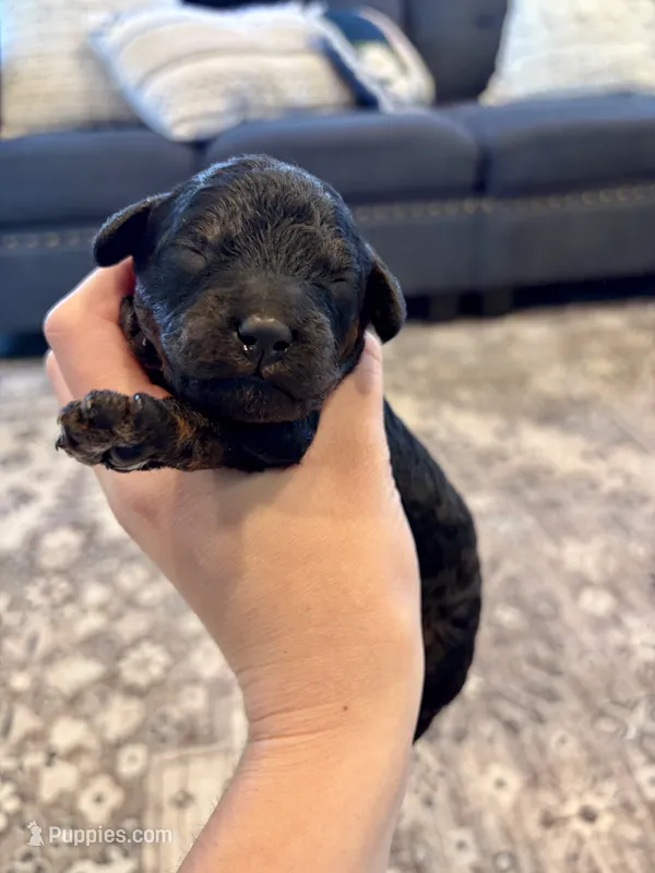 Cody – Cavapoo puppy for sale in Shelbyville, IN