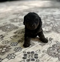 Cody, a male Cavapoo for sale in Shelbyville, IN – 5 of 7