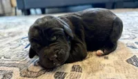 Lincoln, a male Labradoodle for sale in Shelbyville, IN – 2 of 5