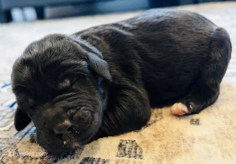 Lincoln – Labradoodle puppy for sale in Shelbyville, IN
