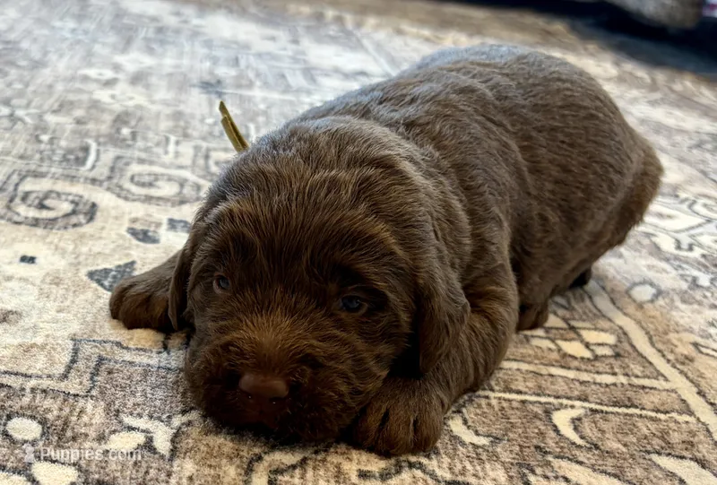 Leo – Labradoodle puppy for sale in Shelbyville, IN