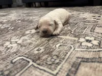 Gus, a male Goldendoodle for sale in Shelbyville, IN – 4 of 6