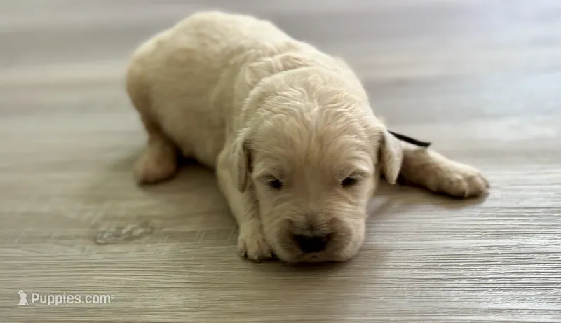 George – Goldendoodle puppy for sale in Shelbyville, IN