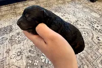 Cody, a male Cavapoo for sale in Shelbyville, IN – 2 of 3