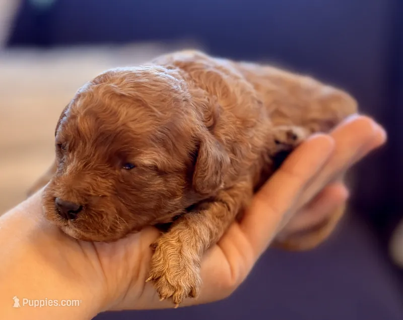 Candy – Cavapoo puppy for sale in Shelbyville, IN