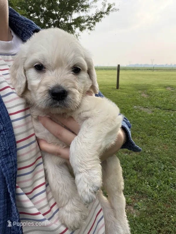 Gus – Goldendoodle puppy for sale in Shelbyville, IN