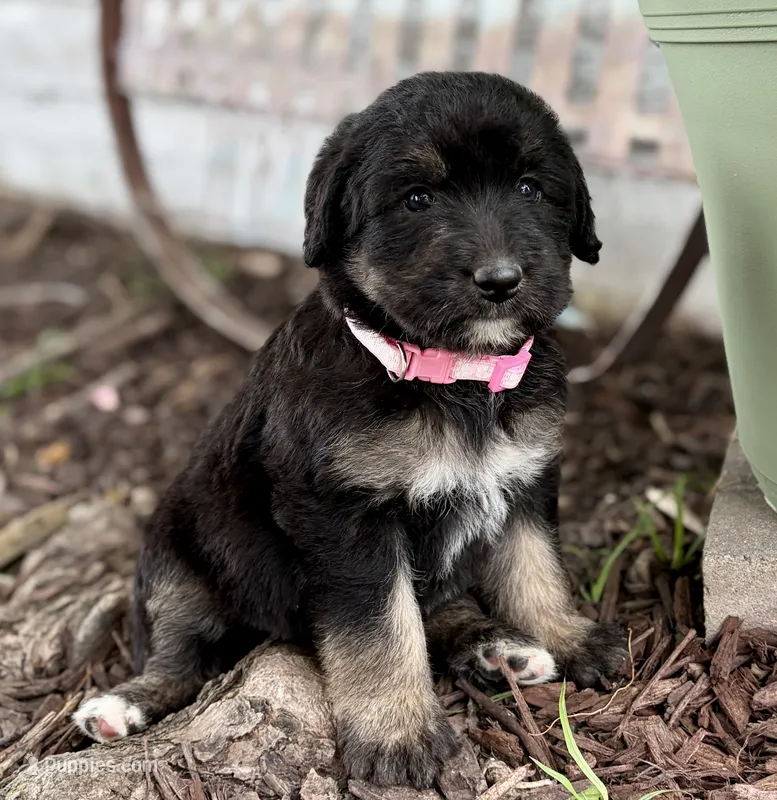 Luna – Labradoodle puppy for sale in Shelbyville, IN