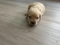 Gizmo, a male Goldendoodle for sale in Shelbyville, IN – 3 of 5