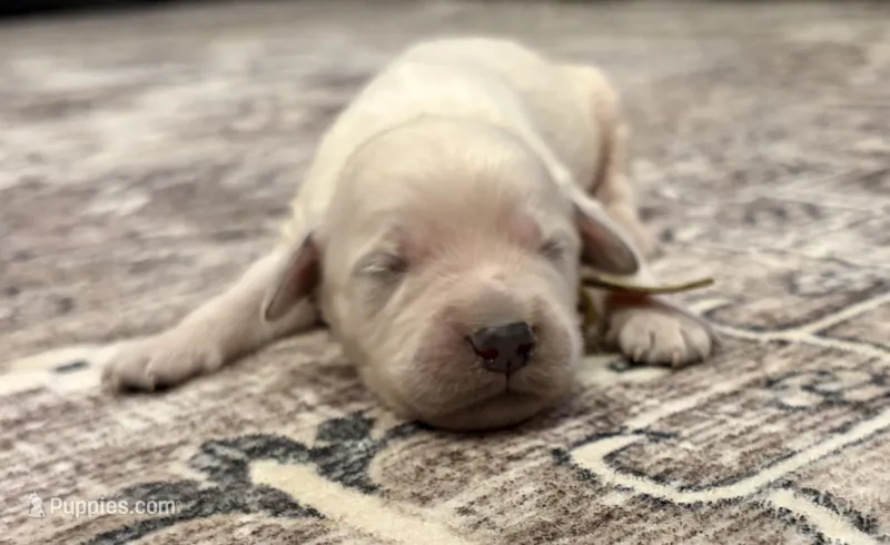 Gus – Goldendoodle puppy for sale in Shelbyville, IN