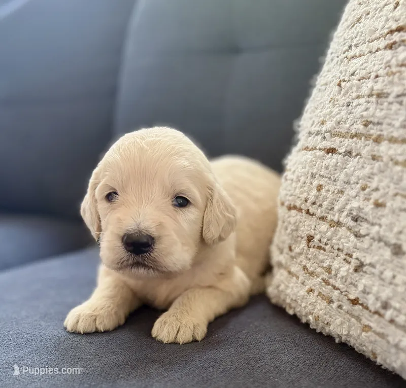 Ginger – Goldendoodle puppy for sale in Shelbyville, IN