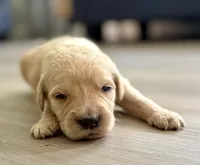 Gizmo, a male Goldendoodle for sale in Shelbyville, IN – 2 of 5