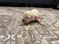 Gunner, a male Goldendoodle for sale in Shelbyville, IN – 3 of 7