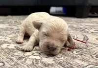 Gunner, a male Goldendoodle for sale in Shelbyville, IN – 2 of 7