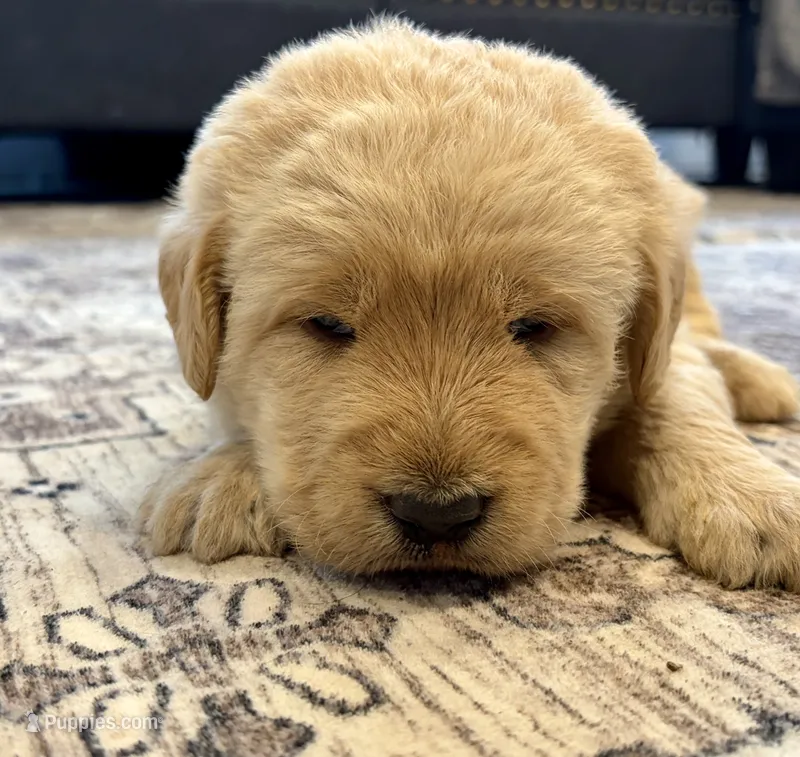 Lucky – Labradoodle puppy for sale in Shelbyville, IN