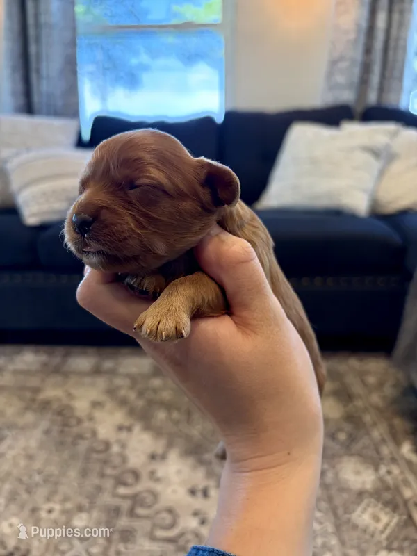 Callie – Cavapoo puppy for sale in Shelbyville, IN
