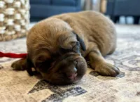 Lando, a male Labradoodle for sale in Shelbyville, IN – 1 of 3