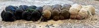Lando, a male Labradoodle for sale in Shelbyville, IN – 2 of 3
