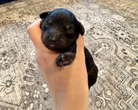 Cody, a male Cavapoo for sale in Shelbyville, IN – 1 of 3