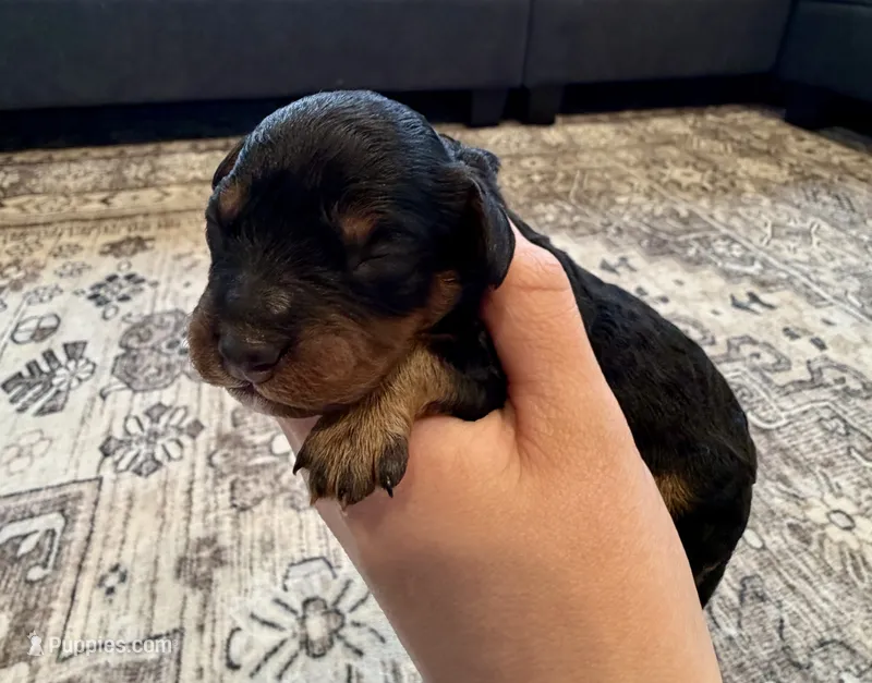 Corrie – Cavapoo puppy for sale in Shelbyville, IN