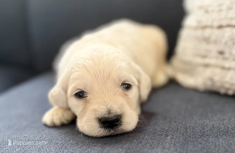 Gus – Goldendoodle puppy for sale in Shelbyville, IN