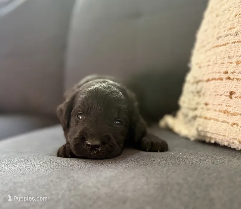 Greg  – Goldendoodle puppy for sale in Shelbyville, IN