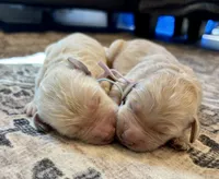 Ginger, a female Goldendoodle for sale in Shelbyville, IN – 4 of 6