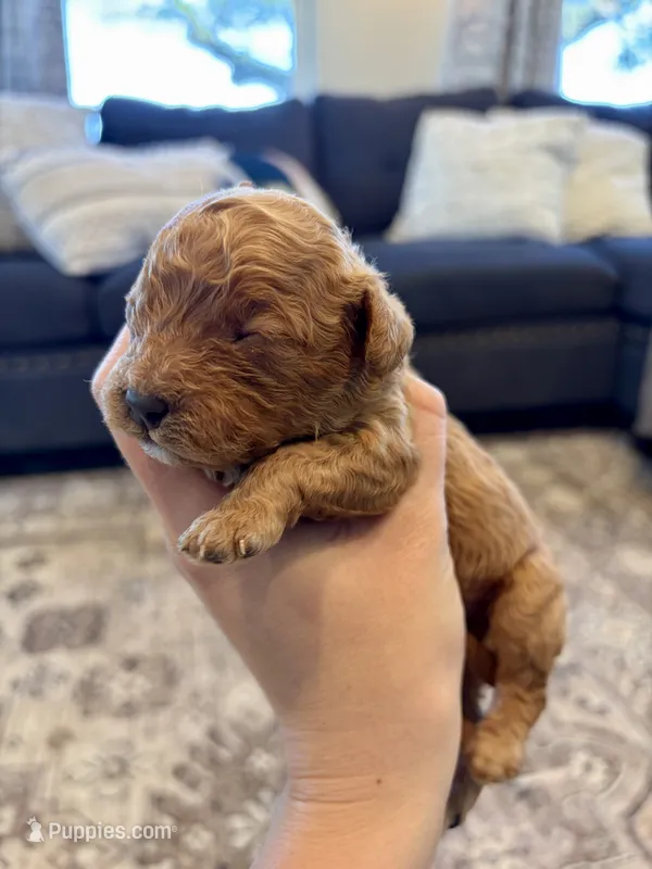 Colt – Cavapoo puppy for sale in Shelbyville, IN