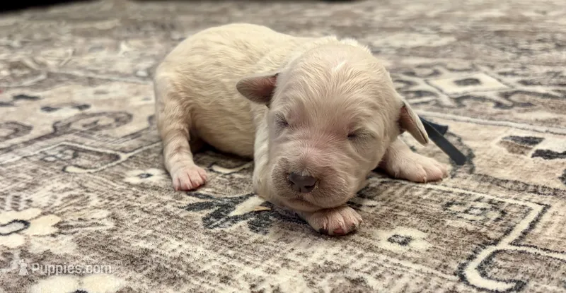 George – Goldendoodle puppy for sale in Shelbyville, IN