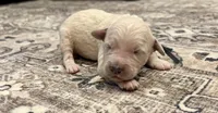 George, a male Goldendoodle for sale in Shelbyville, IN – 1 of 6