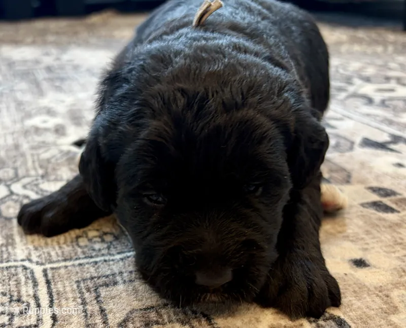 Lady – Labradoodle puppy for sale in Shelbyville, IN