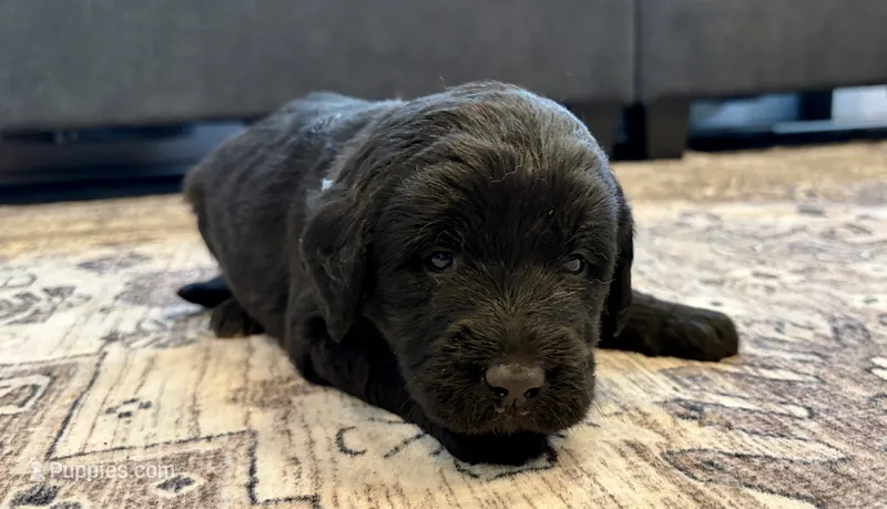 Lincoln – Labradoodle puppy for sale in Shelbyville, IN