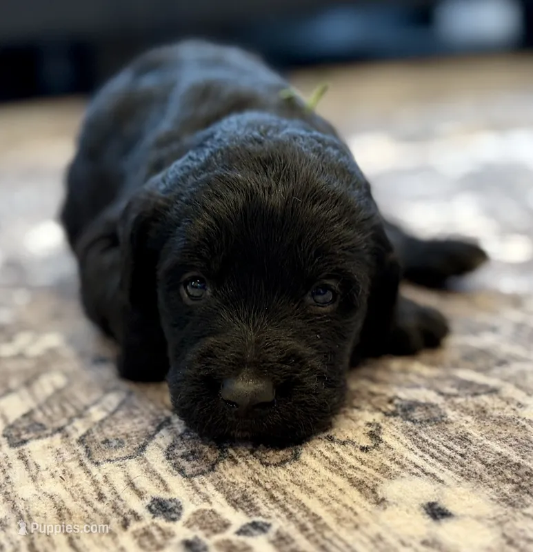 Lazer – Labradoodle puppy for sale in Shelbyville, IN