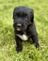 Lady, a female Labradoodle for sale in Shelbyville, IN – 6 of 7