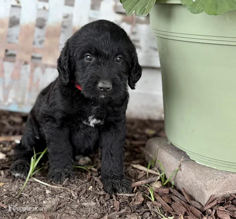 Lincoln – Labradoodle puppy for sale in Shelbyville, IN