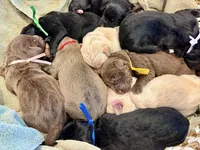 Lila, a female Labradoodle for sale in Shelbyville, IN – 4 of 4