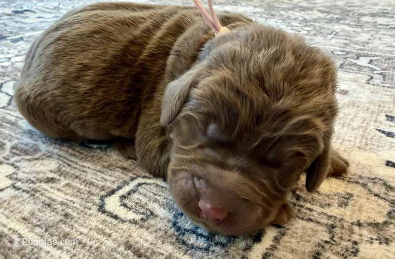 Lila – Labradoodle puppy for sale in Shelbyville, IN