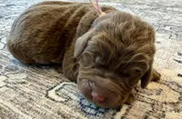 Lila, a female Labradoodle for sale in Shelbyville, IN – 1 of 4