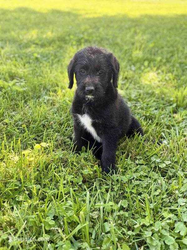 Lady – Labradoodle puppy for sale in Shelbyville, IN