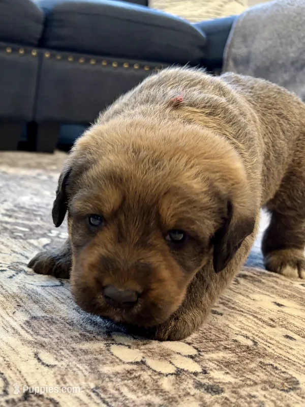 Lando – Labradoodle puppy for sale in Shelbyville, IN