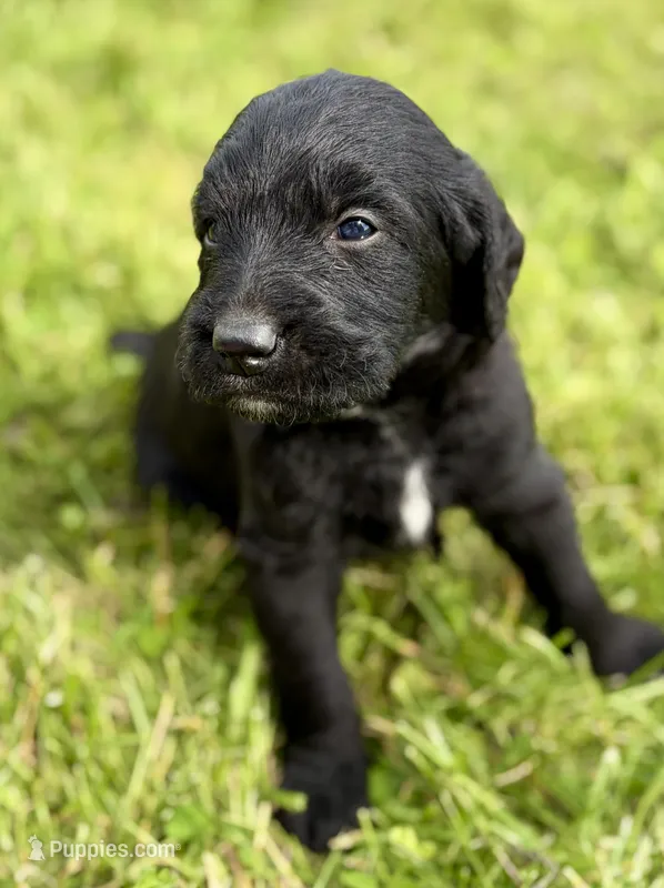 Lazer – Labradoodle puppy for sale in Shelbyville, IN