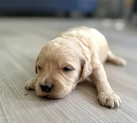 Gizmo, a male Goldendoodle for sale in Shelbyville, IN – 4 of 5