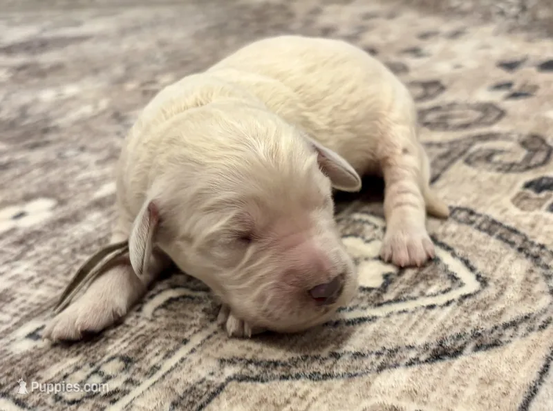 Ginger – Goldendoodle puppy for sale in Shelbyville, IN