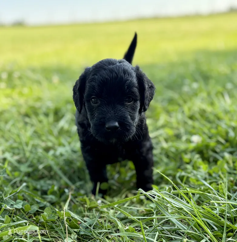 Greg  – Goldendoodle puppy for sale in Shelbyville, IN
