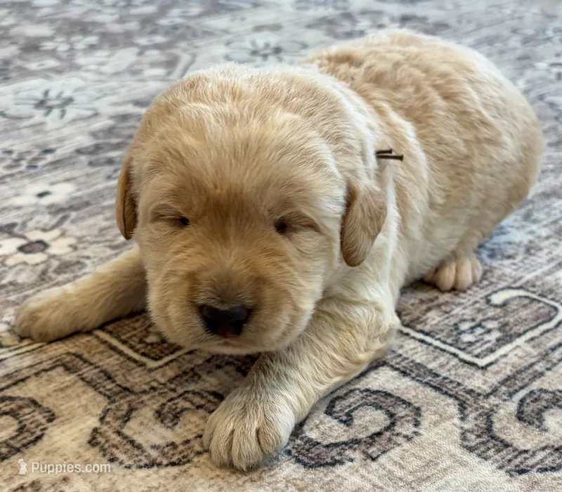 Lucky – Labradoodle puppy for sale in Shelbyville, IN