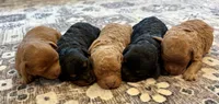 Colt, a male Cavapoo for sale in Shelbyville, IN – 3 of 3