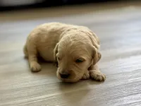 Gizmo, a male Goldendoodle for sale in Shelbyville, IN – 5 of 5