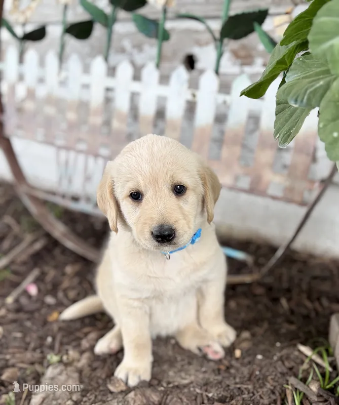 Lucy – Labradoodle puppy for sale in Shelbyville, IN